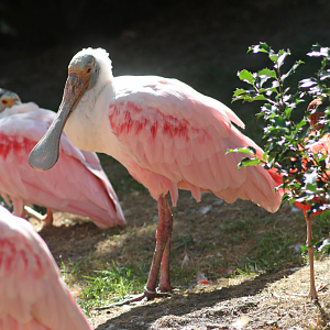 Roseate spoonbill