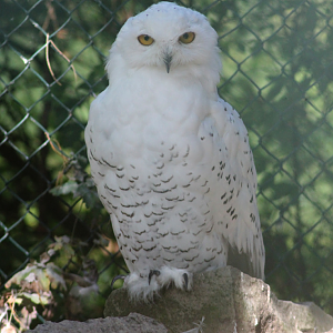 Snowy owl