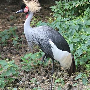 Grey crowned crane