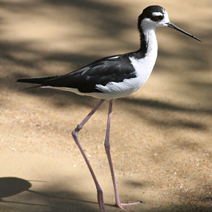 Black-necked stilt