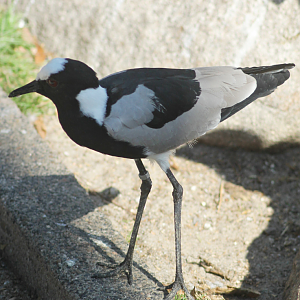 Blacksmith lapwing