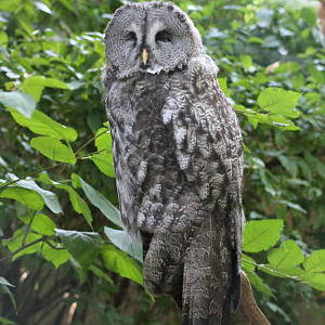 Great grey owl