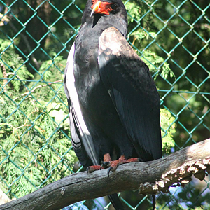 Bateleur