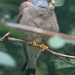 Lesser kestrel, male.