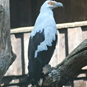 Palm-nut vulture