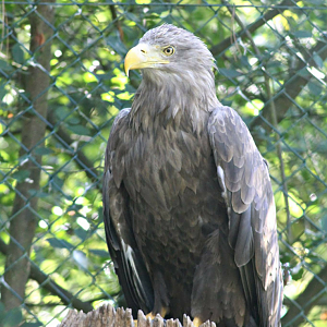 White-tailed eagle