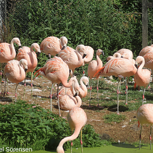 Chilean flamingos