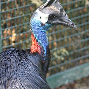 Cassowary ID help please?