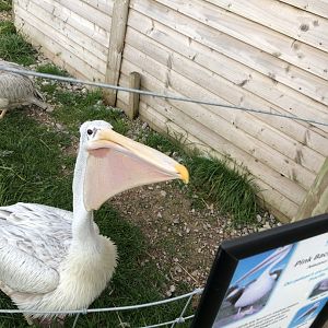 Pink backed pelican