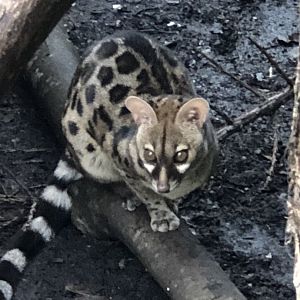 Pardine genet