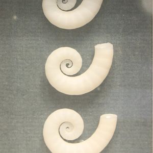 Spirula internal shells