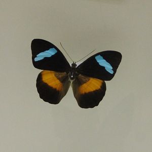 Obrina olivewing - Nessaea obrinus