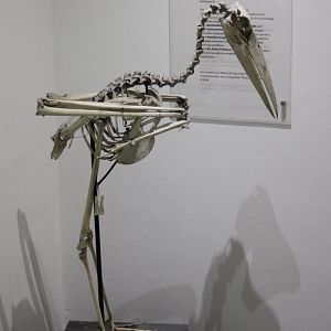 Skeleton Greater adjutant