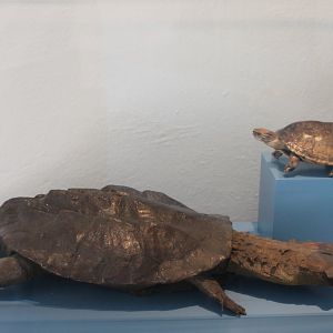 Mata mata and Malayan box-turtle