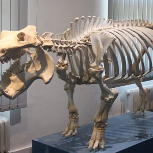 Skeleton Hippo