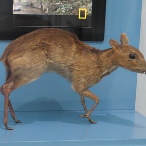 Chevrotain ID