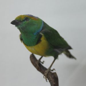 Golden-browed chlorophonia
