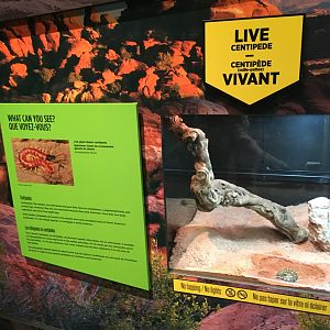 Spiders: Fear and Fascination - Giant Desert Centipede