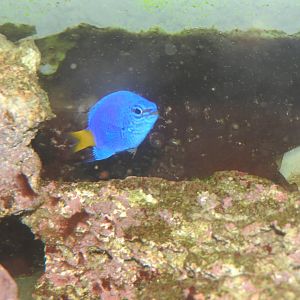 Yellowtail Damsel