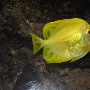 Yellow Tang