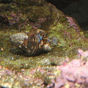 Blue-leg Hermit Crab