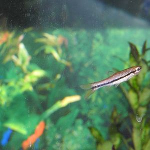 Brilliant Rasbora
