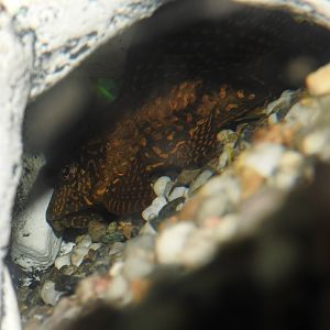 Gold-spotted Plecostomus