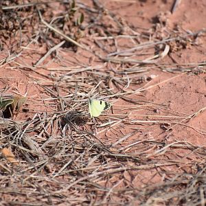 Butterfly Identification - (Issen, Morocco)