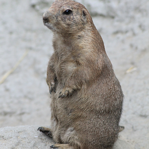 black-tailed Prairie dog