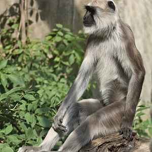 Gray langur