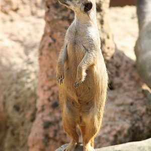 Meerkat