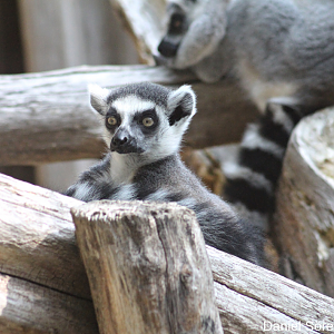 Ring-tailed Lemur