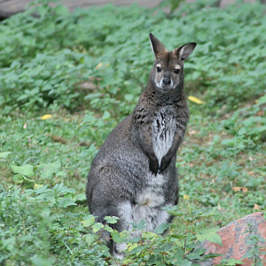 Bennett's wallaby