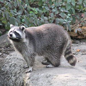 Raccoon