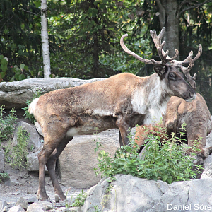 Woodland Caribou
