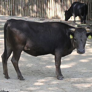 Dahomey dwarf cattle