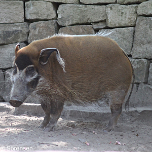 Red river hog