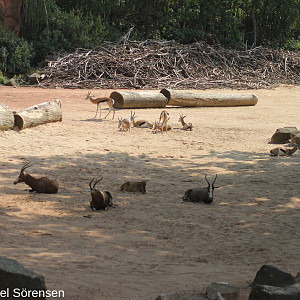 Part of Africa area, mixed enclosure.