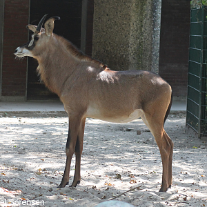 Roan antelope