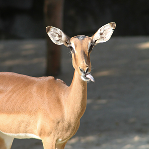 Kenyan impala
