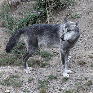 Northwestern wolf