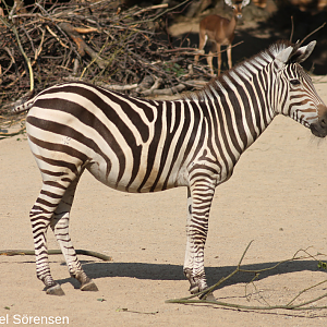 Grant's Zebra