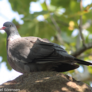 Common wood pigeon