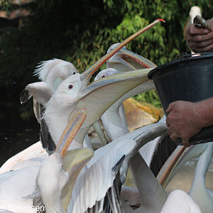 Eastern White Pelican