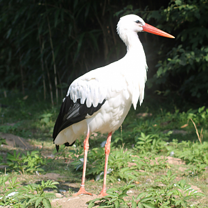 White stork