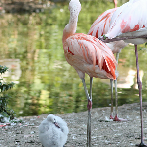 Flamingos by boat ride
