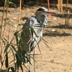 Grey heron