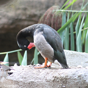 Rosy-billed pochard