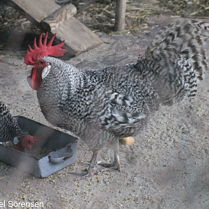 German Sperber chicken