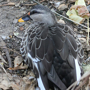 Indian spot-billed duck